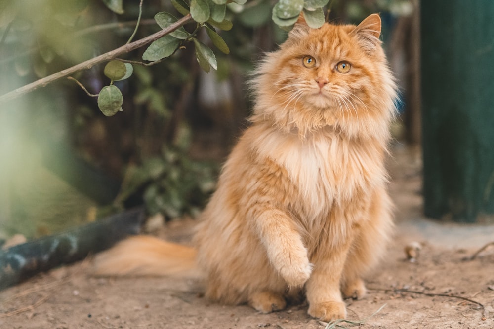 gato atigrado naranja en suelo marrón