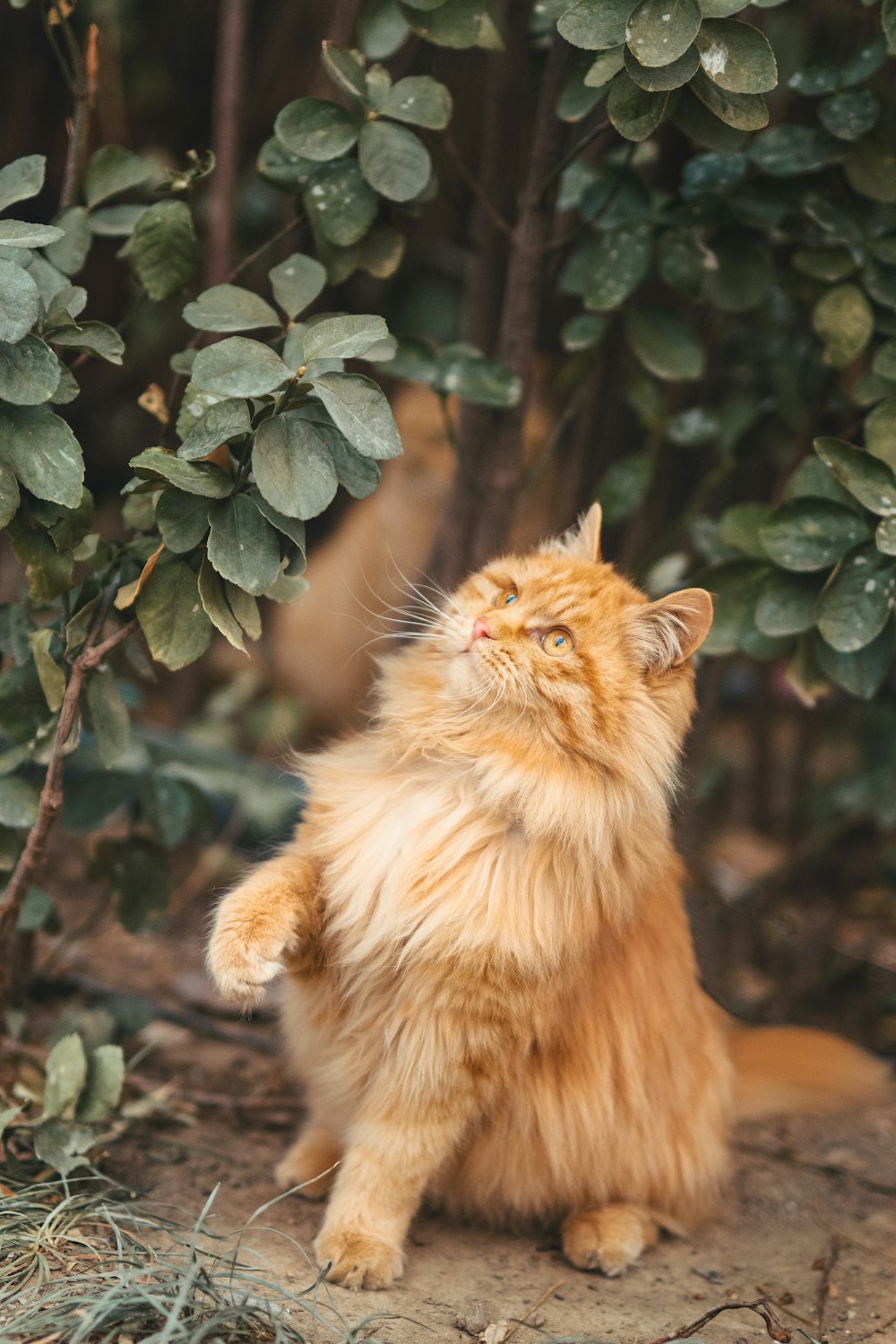 orange tabby cat on brown soil