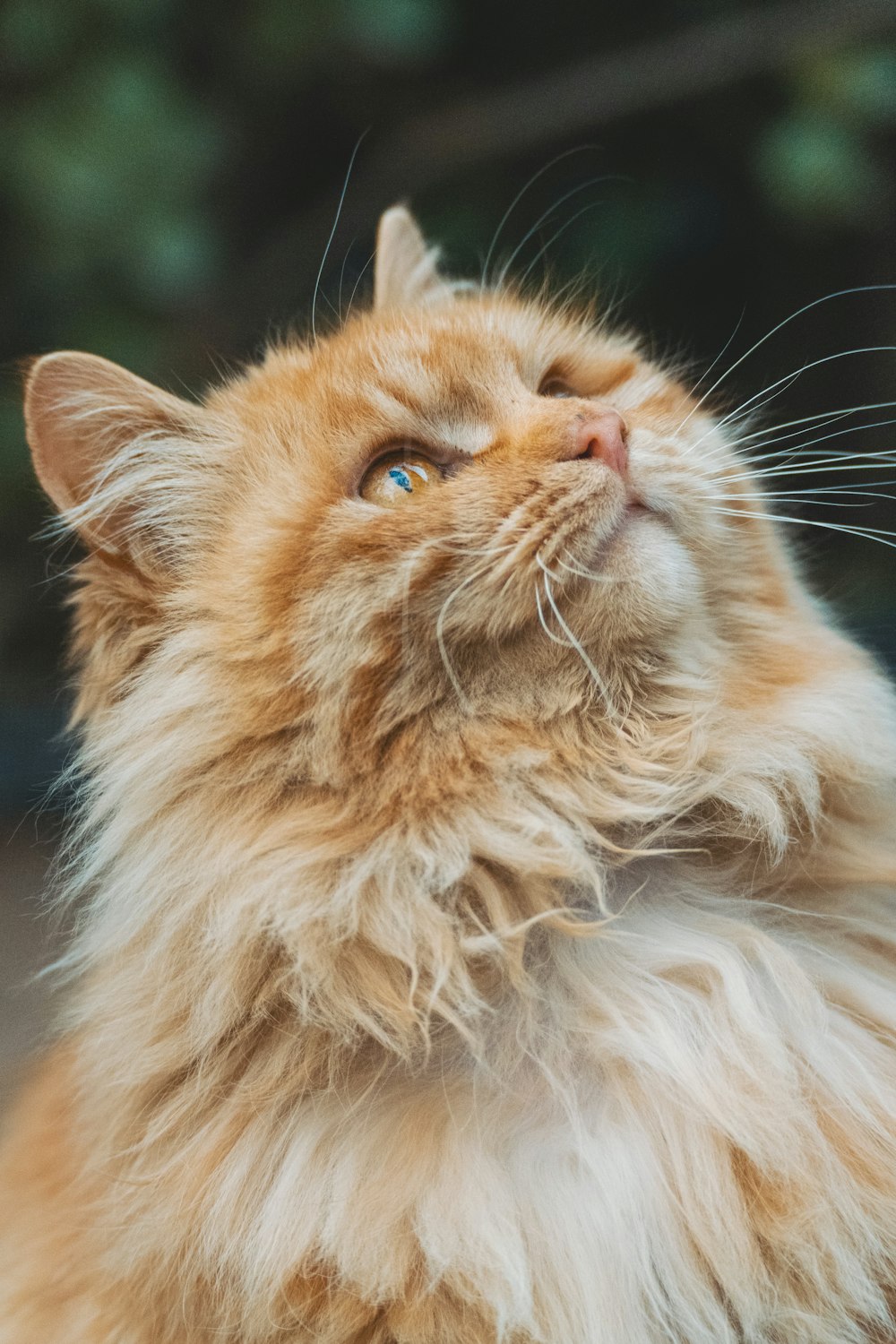 orange tabby cat in close up photography