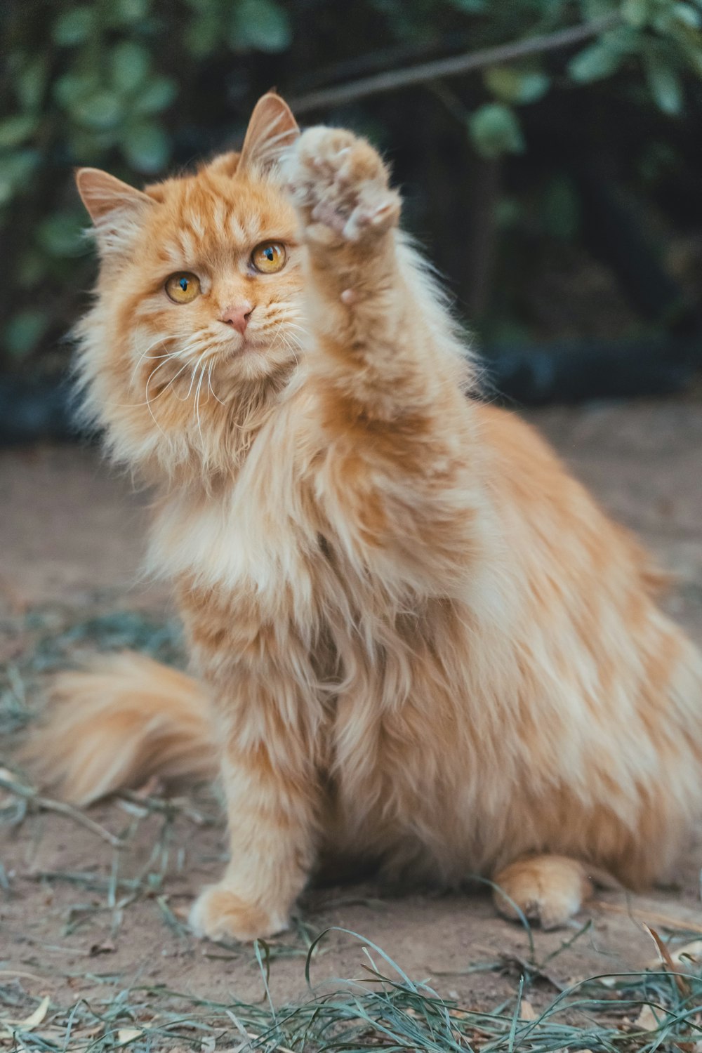 orange tabby cat on ground