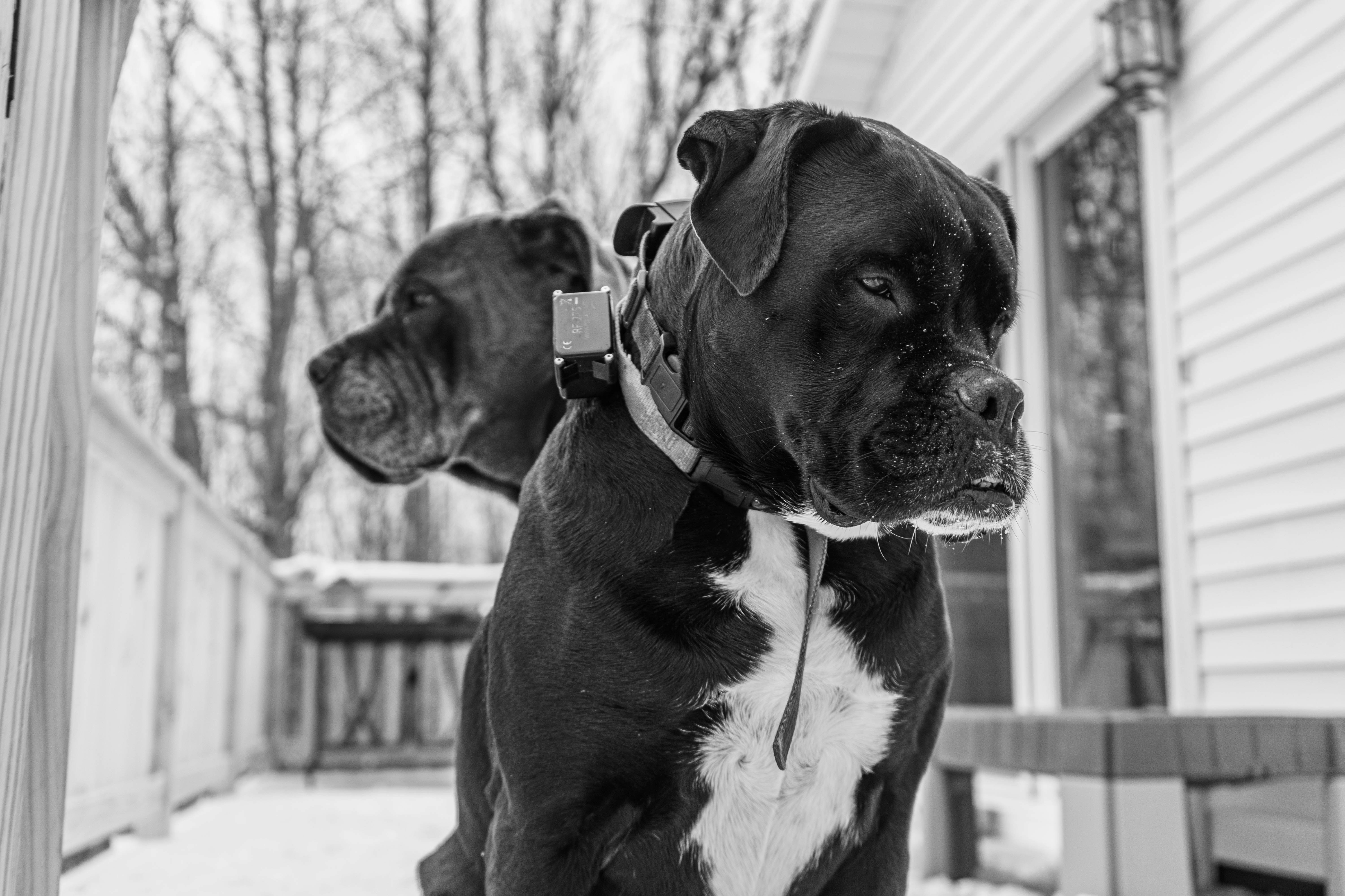 Dos Amigos Birrieria Menu