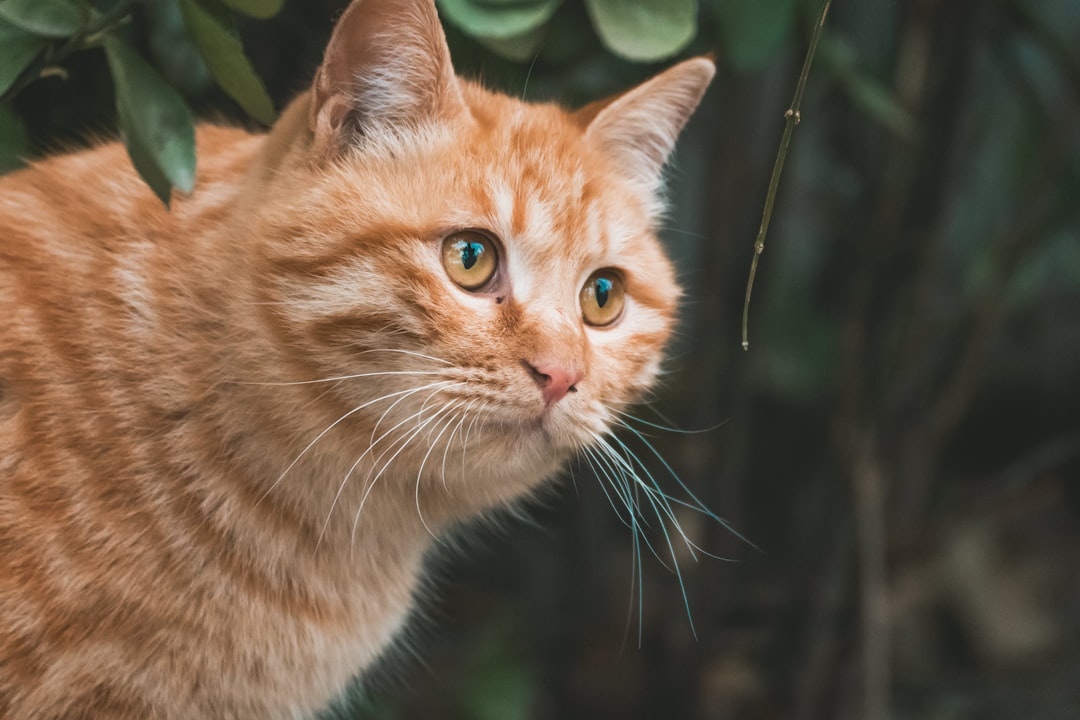 orange tabby cat in close up photography