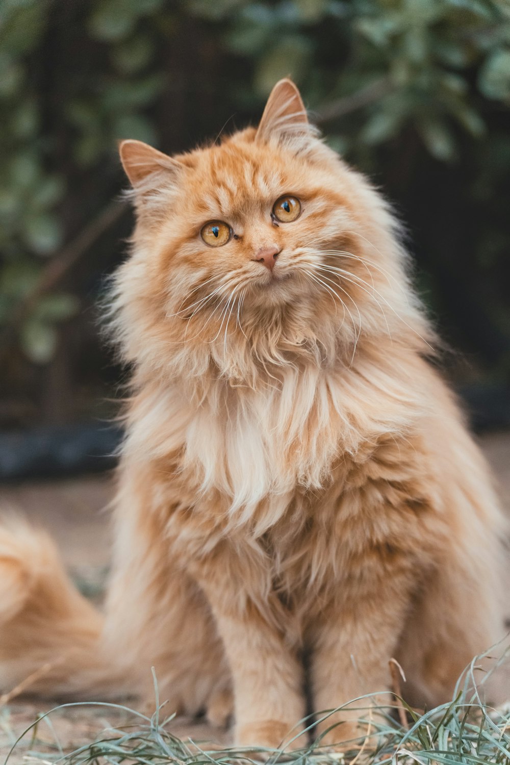 gato de pele longa alaranjado no têxtil preto