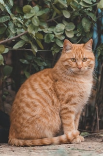 A ginger tabby cat with striking orange and white striped fur is sitting on a stone path. The cat is surrounded by lush green foliage, providing a natural backdrop. Its eyes are a bright, attentive amber, and it looks relaxed yet slightly curious.