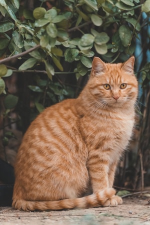 A ginger tabby cat with striking orange and white striped fur is sitting on a stone path. The cat is surrounded by lush green foliage, providing a natural backdrop. Its eyes are a bright, attentive amber, and it looks relaxed yet slightly curious.