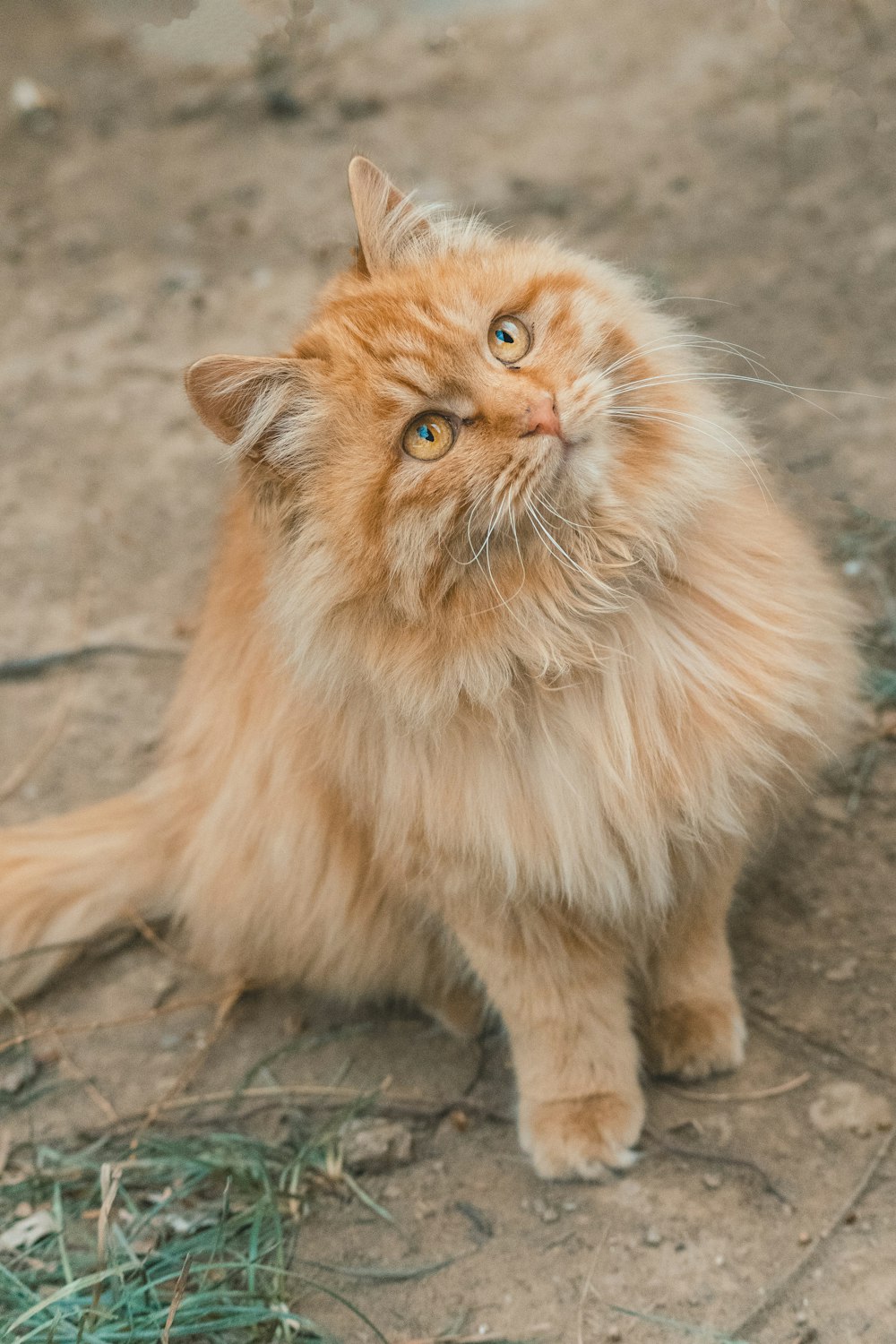 gato atigrado naranja sobre piso de concreto gris