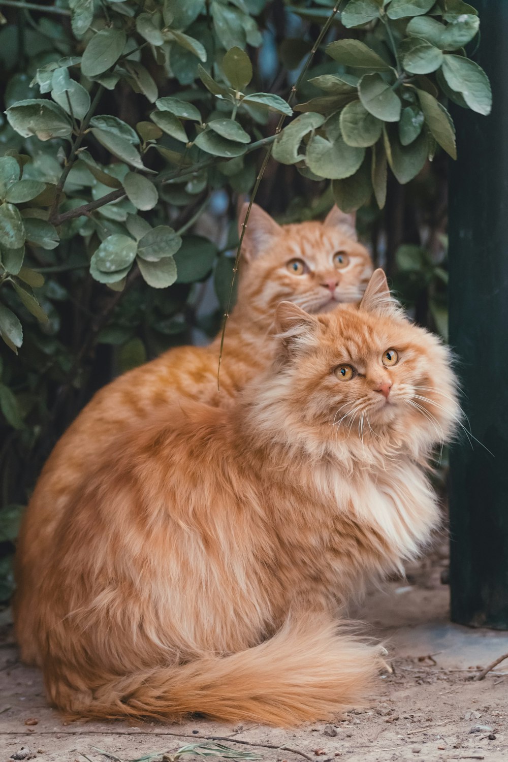 orange tabby cat on black wooden table