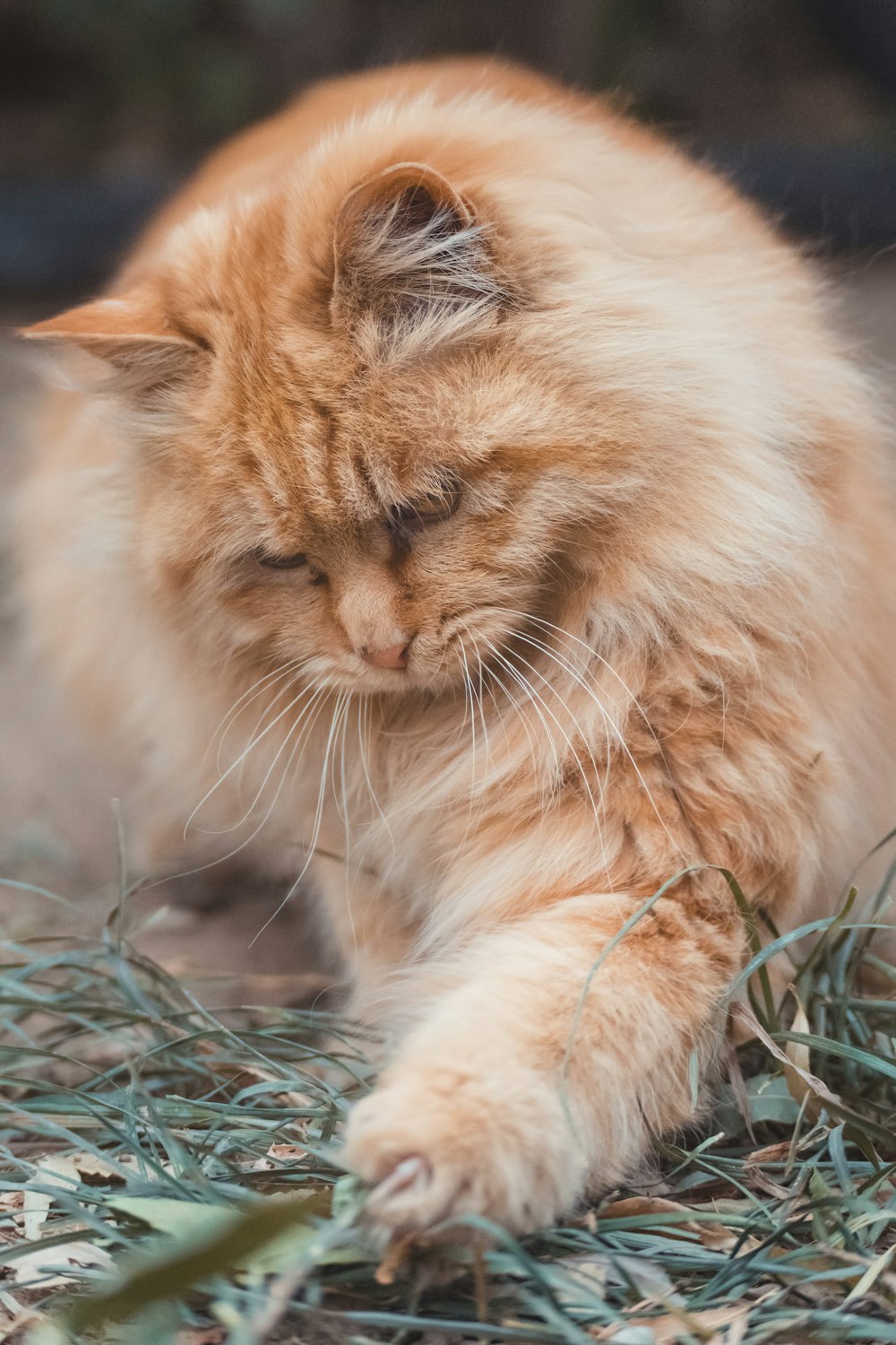 orangefarbene Tabby-Katze auf grünem Gras