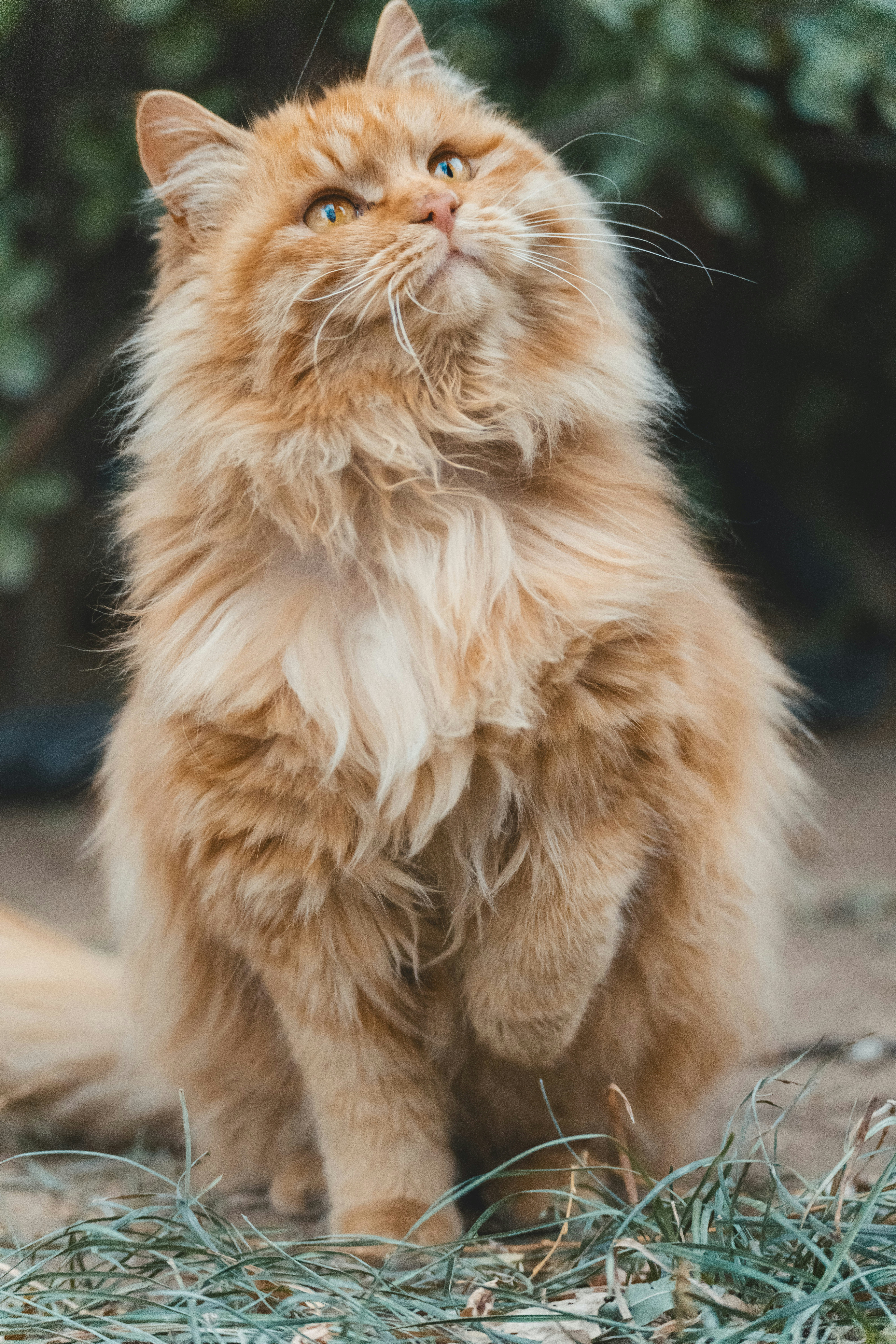 Selkirk Rex: The Teddy with Dreamy Eyes (image credits: unsplash)