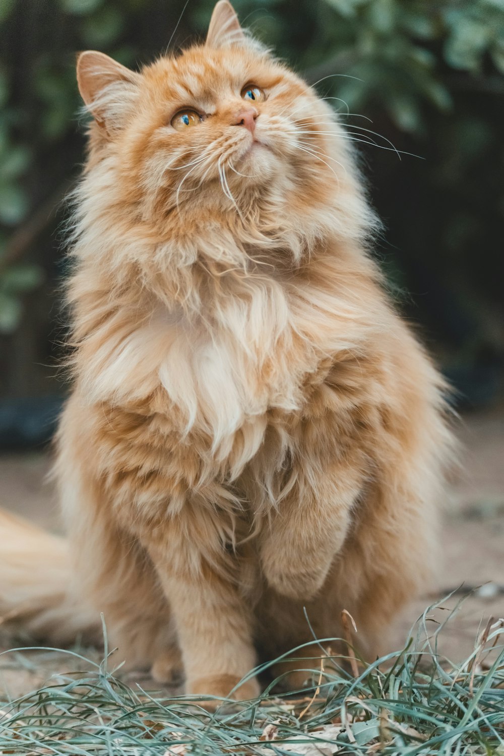 orange tabby cat on brown wooden table