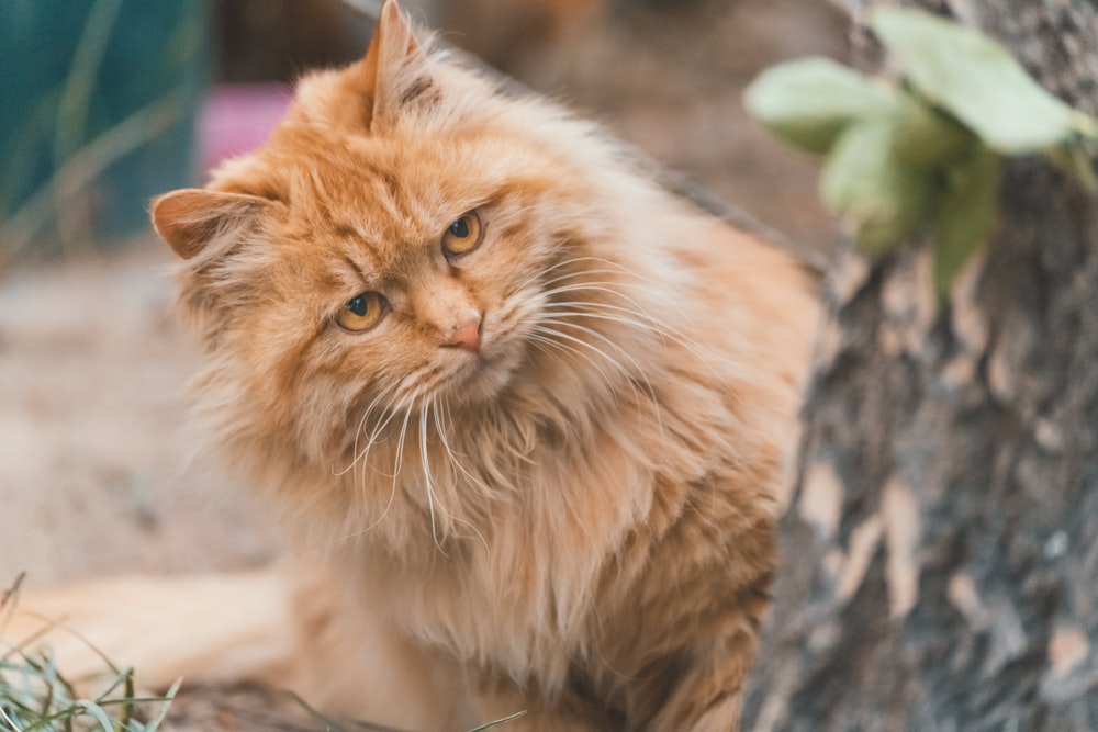 orange tabby cat on brown tree