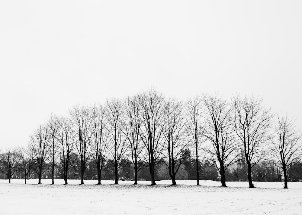 leafless trees on snow covered ground