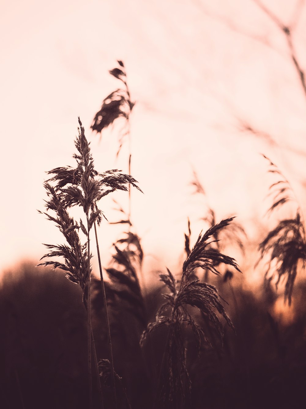 silhouette of wheat plants during daytime