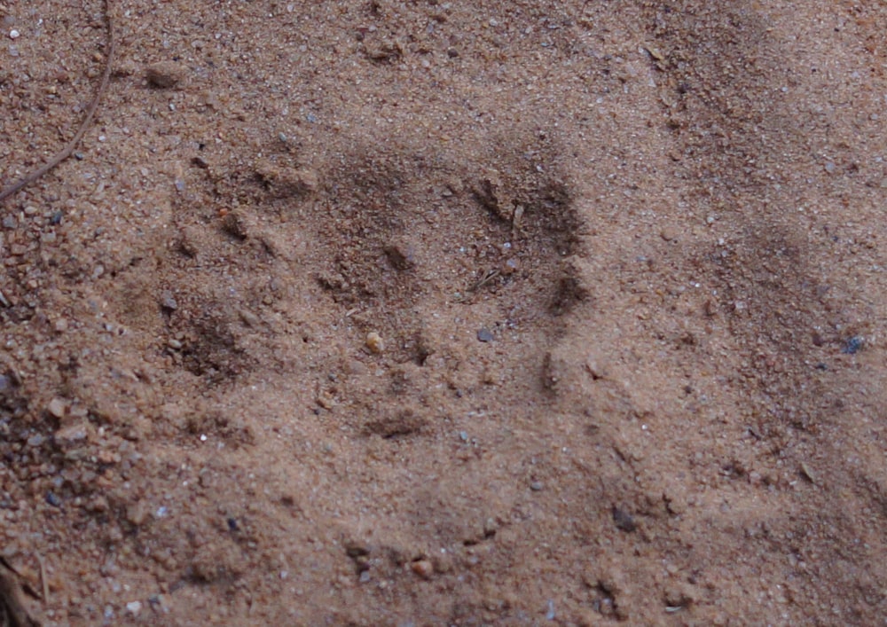 brown sand with heart shaped shadow