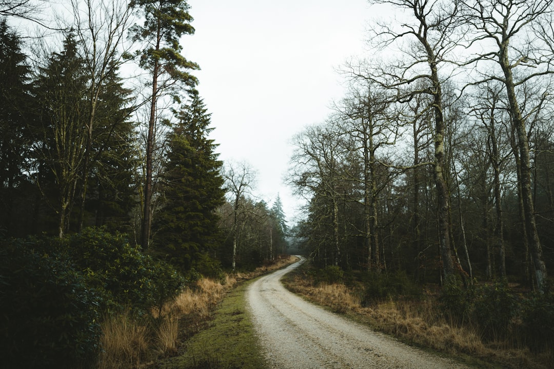 gray road between green trees under white sky during daytime