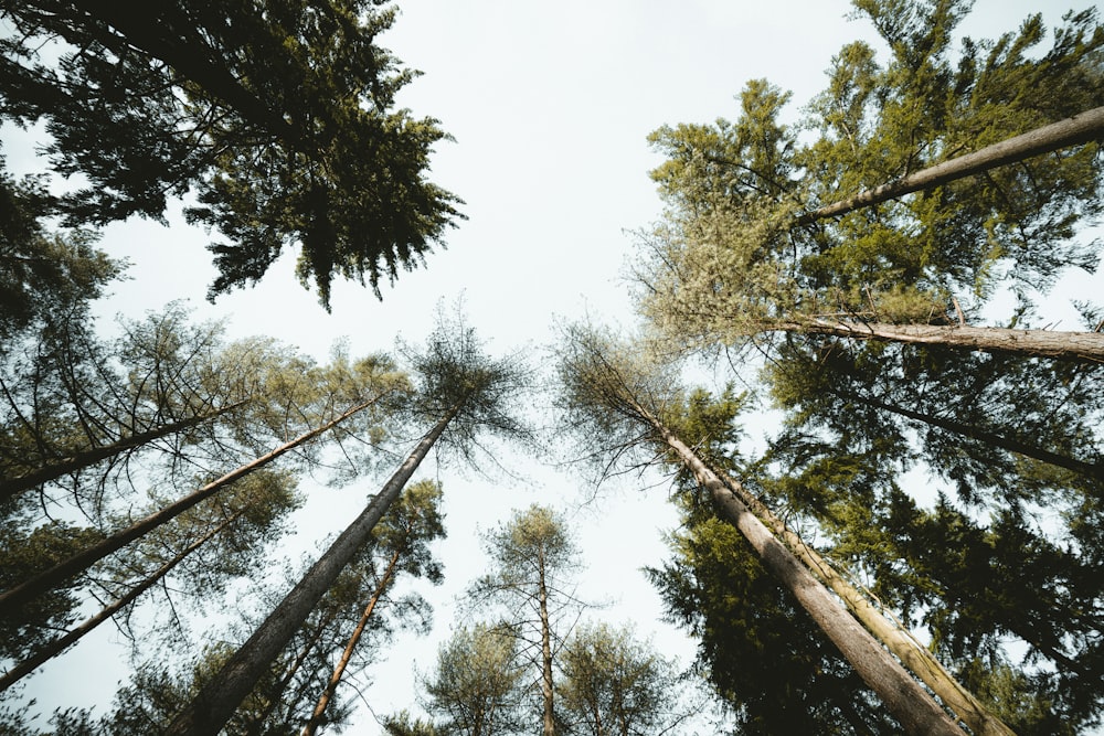 low angle photography of green trees during daytime