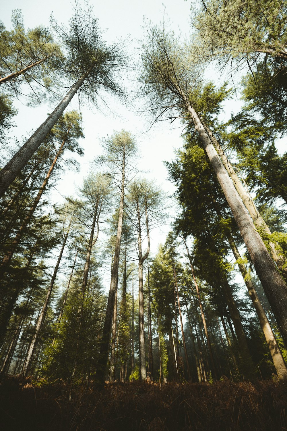 low angle photography of green trees during daytime