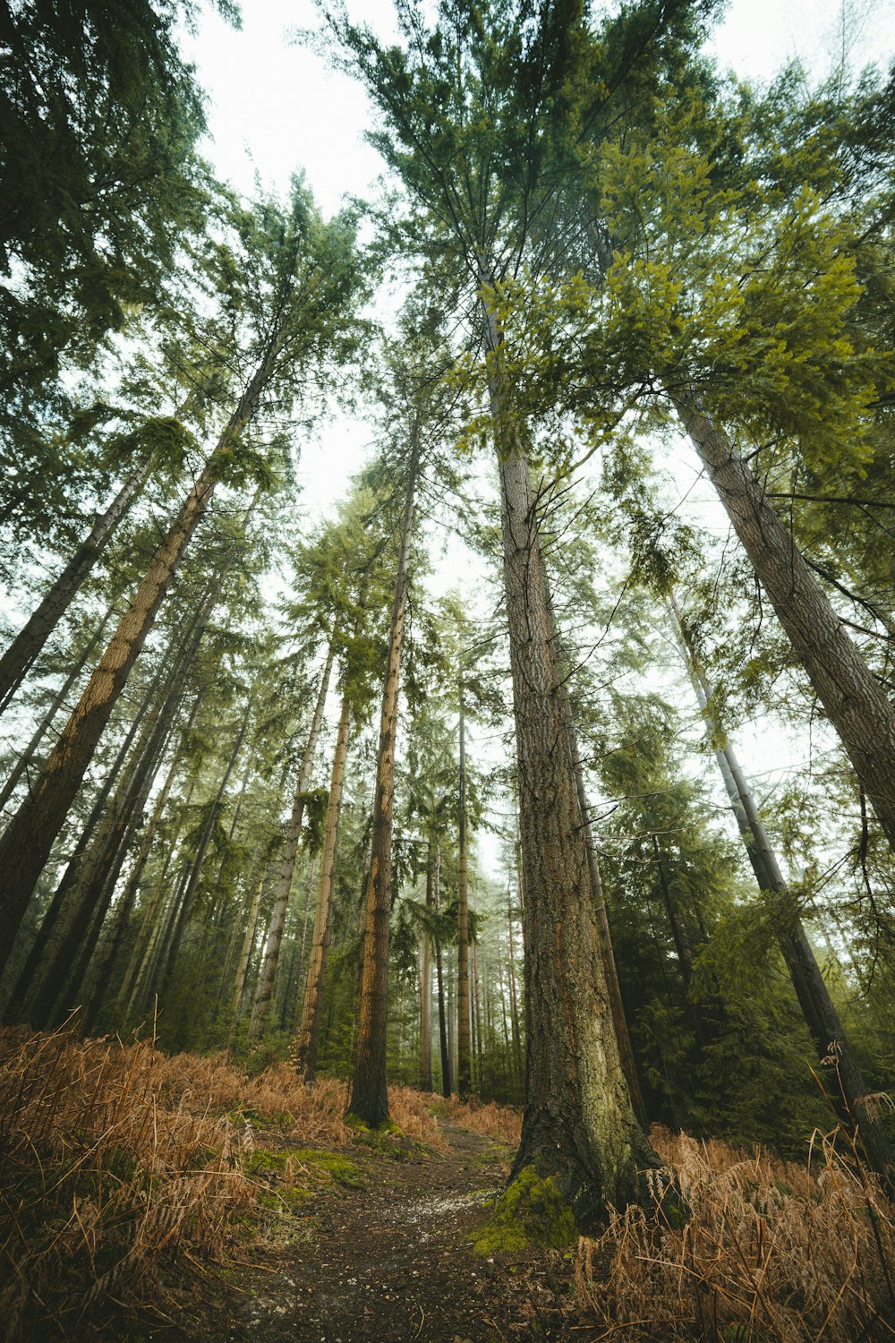 green and brown trees during daytime