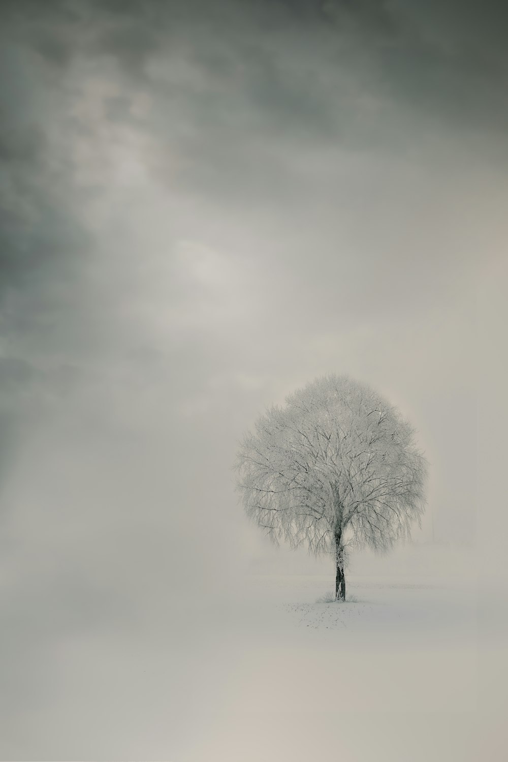 leafless tree on snow covered ground