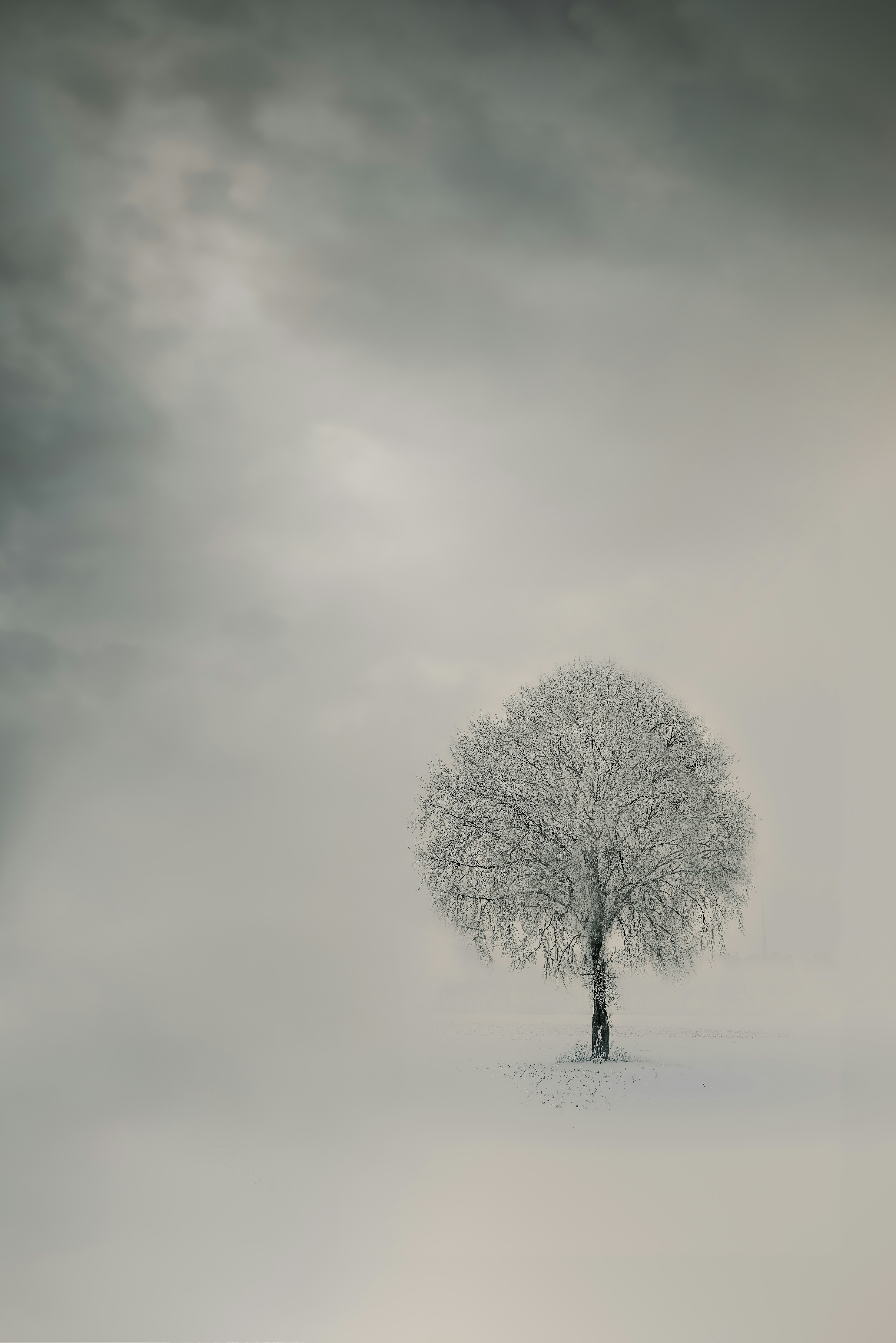 leafless tree on snow covered ground