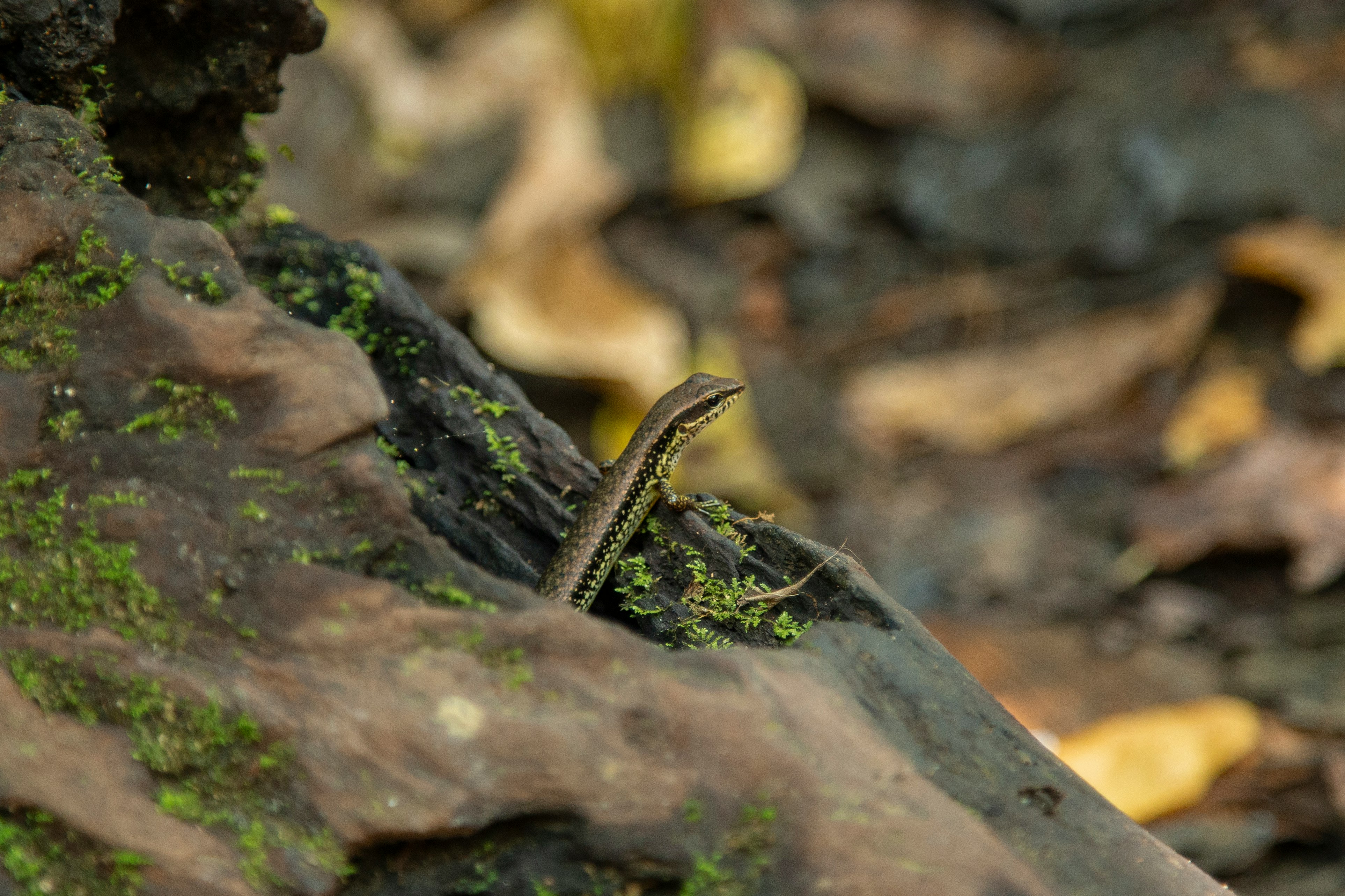 black and brown lizard on brown rock