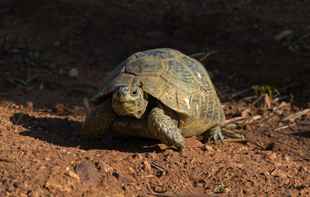 brown turtle on brown soil