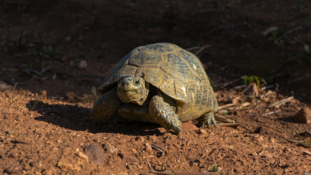 brown turtle on brown soil