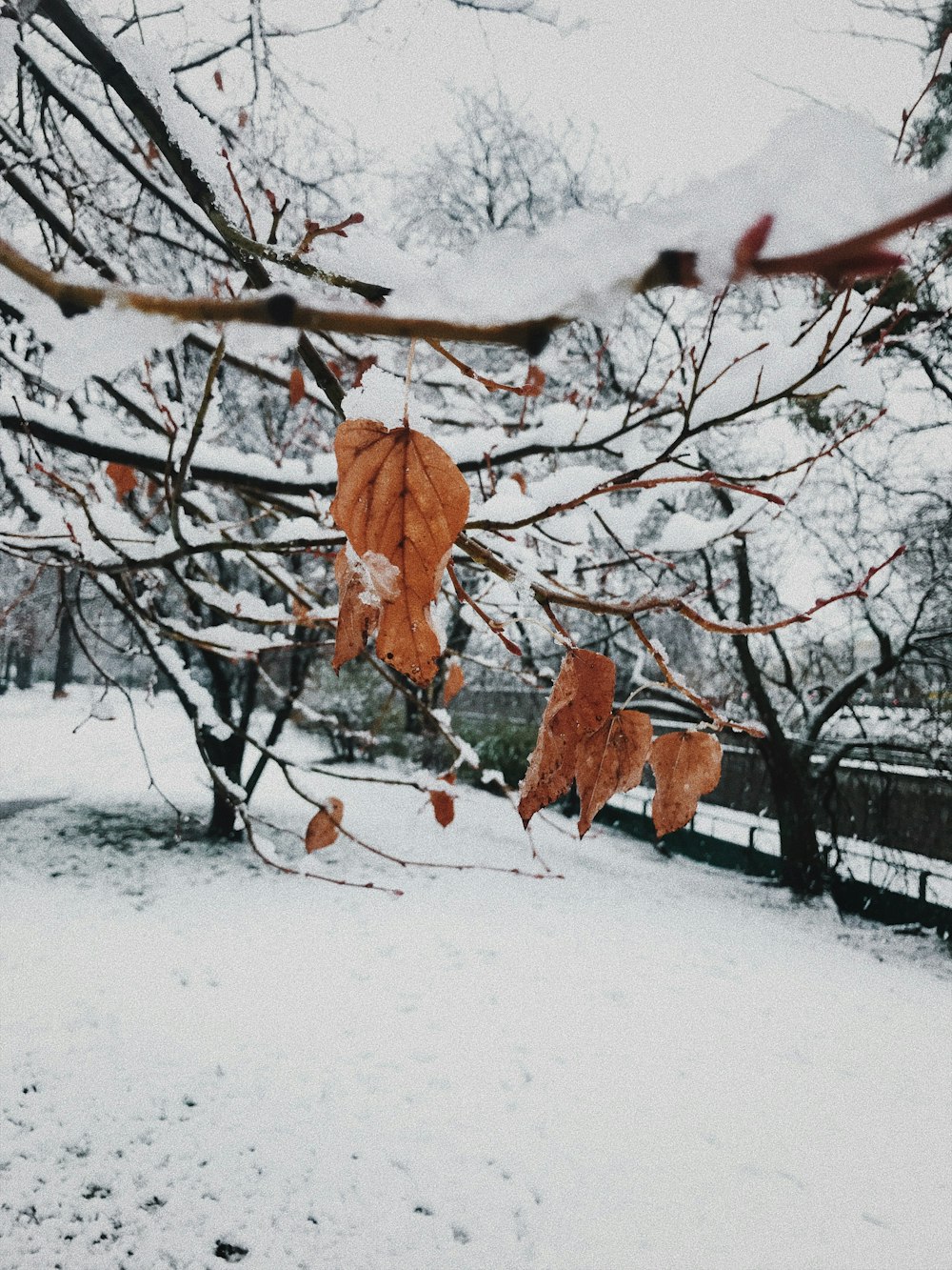 brown tree on snow covered ground during daytime