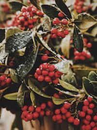 Mistletoe | 25 Days Till Christmas Poetry Edition hisholore stories