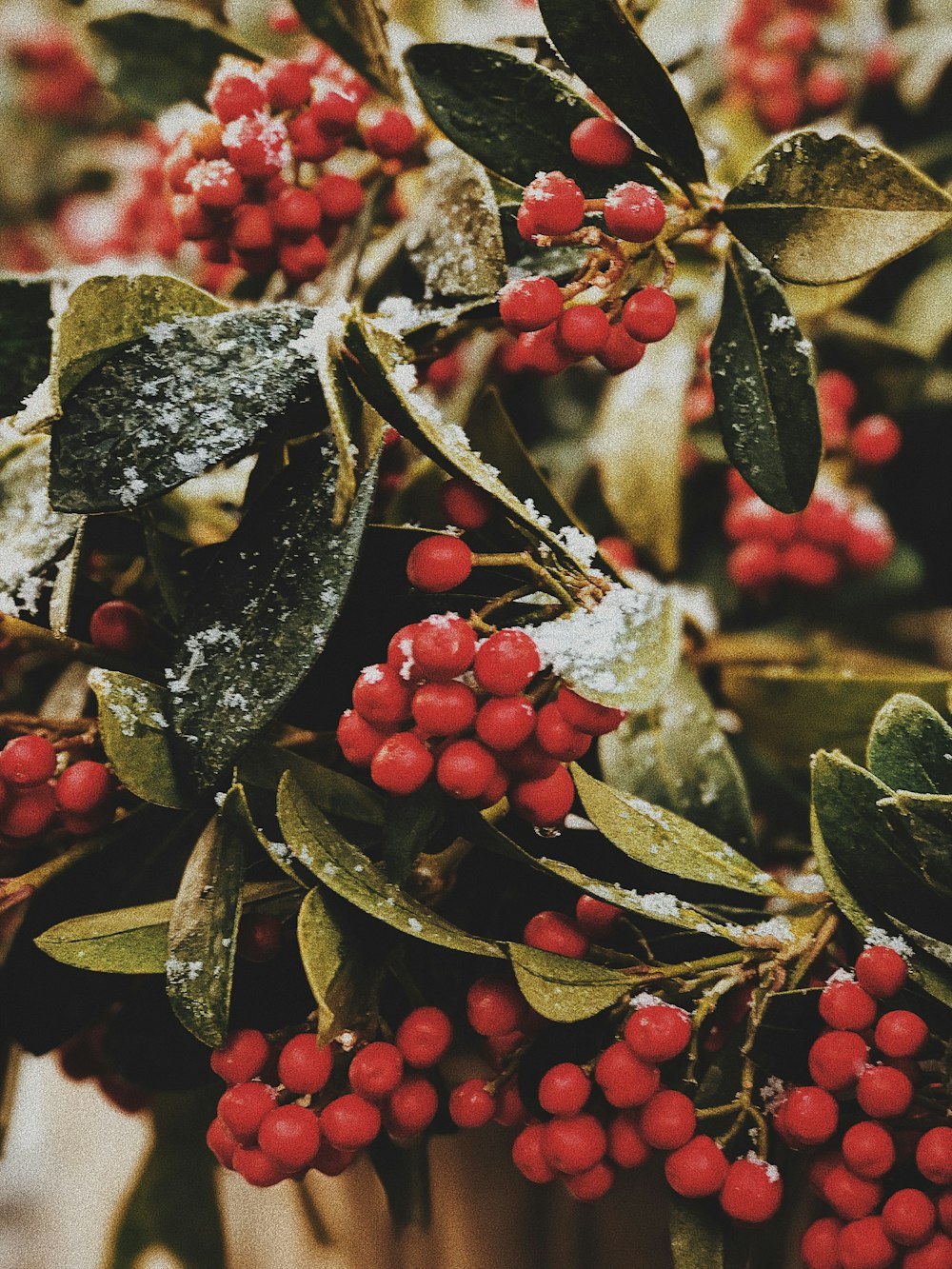 red round fruits on green leaves