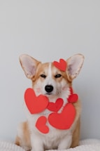 brown and white corgi wearing pink heart shaped hat