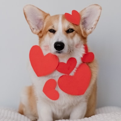 A corgi with hearts on it.