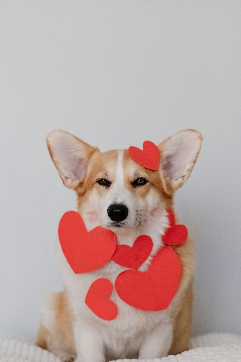 brown and white corgi wearing pink heart shaped hat