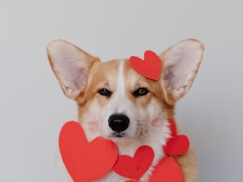 Pembroke Welsh Corgi
