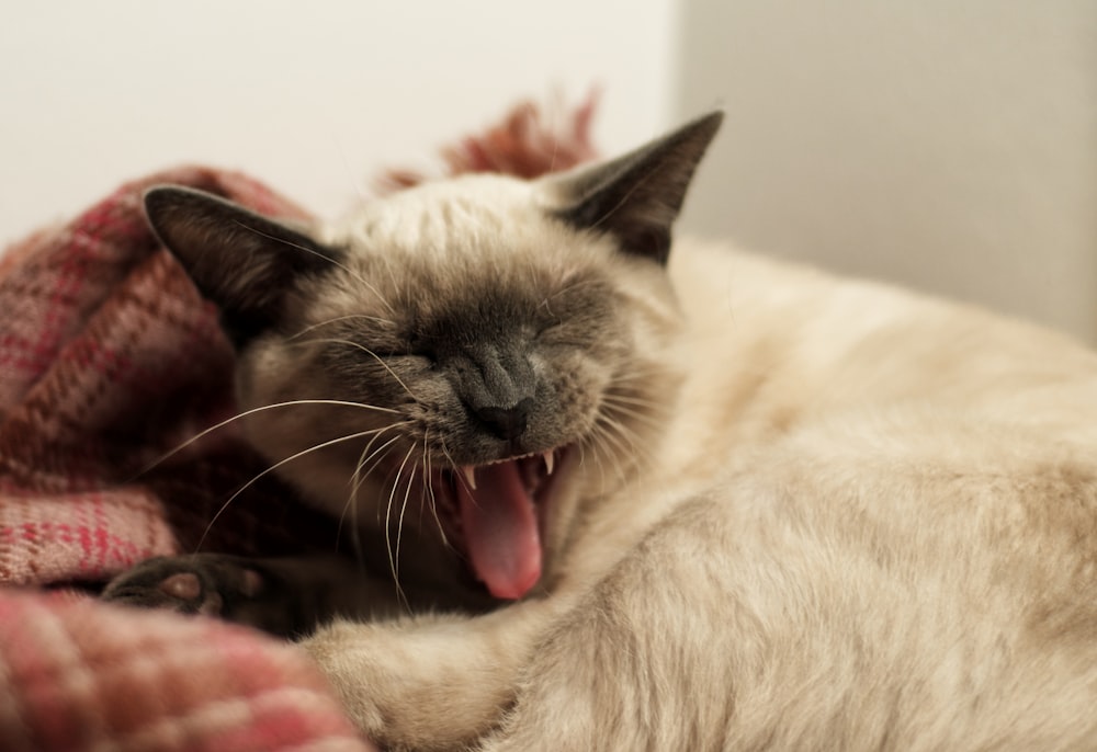 white and black cat lying on red textile