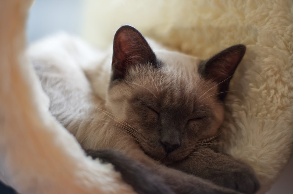 brown and white cat lying on white textile