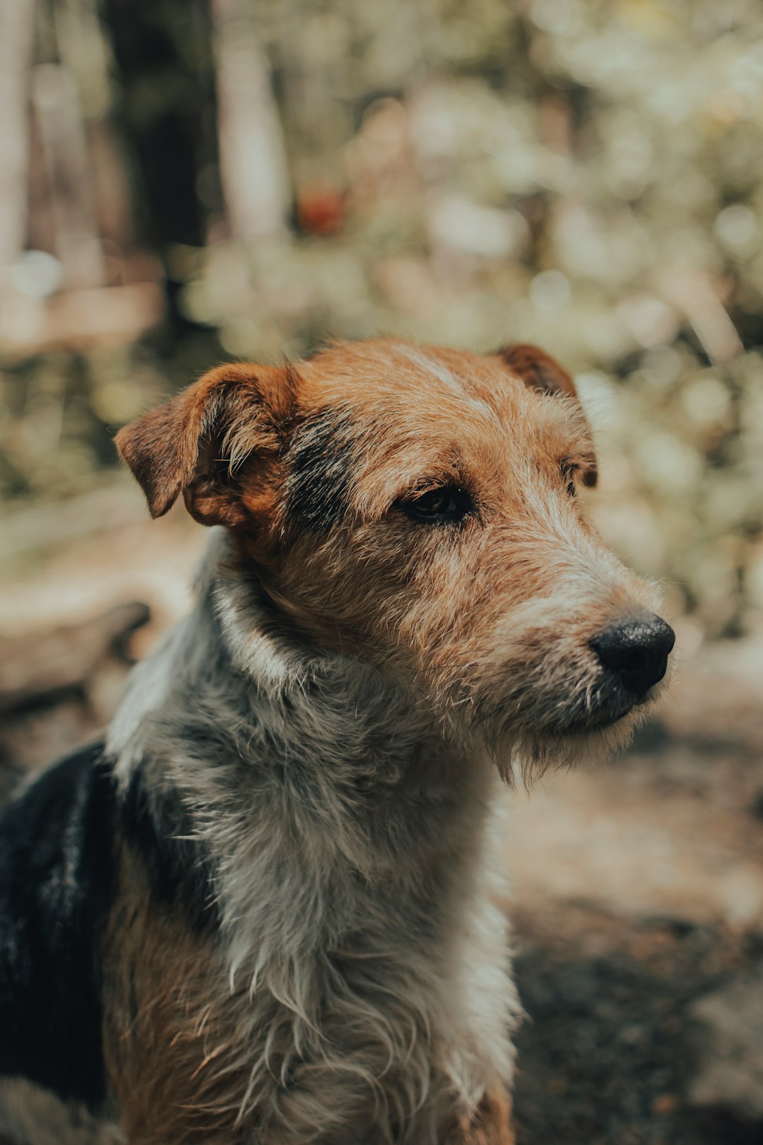 brown white and black short coated dog