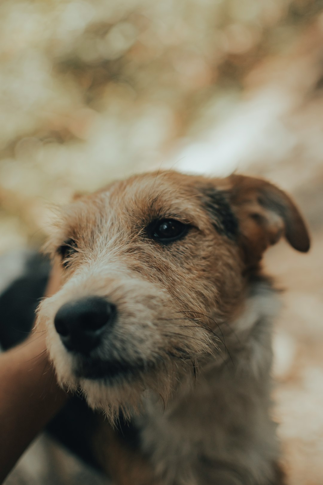 brown and white short coated dog