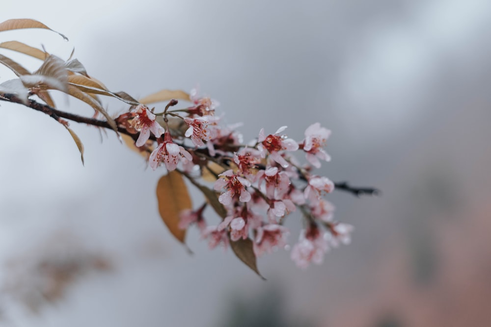 pink and white flower in tilt shift lens