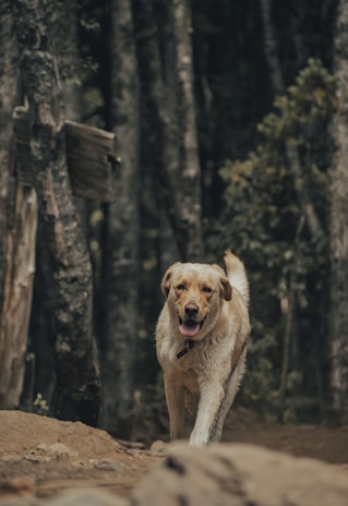A friendly golden retriever enjoying a walk in a leafy neighborhood.