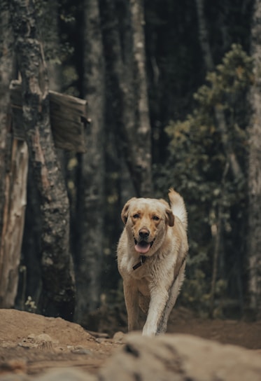 A joyful golden retriever happily trotting along a leafy neighborhood path during a morning walk.