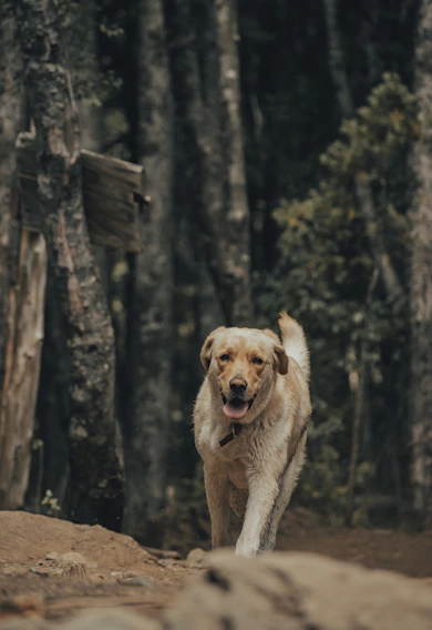 A joyful golden retriever happily walking on a leafy neighborhood path during a sunny afternoon.