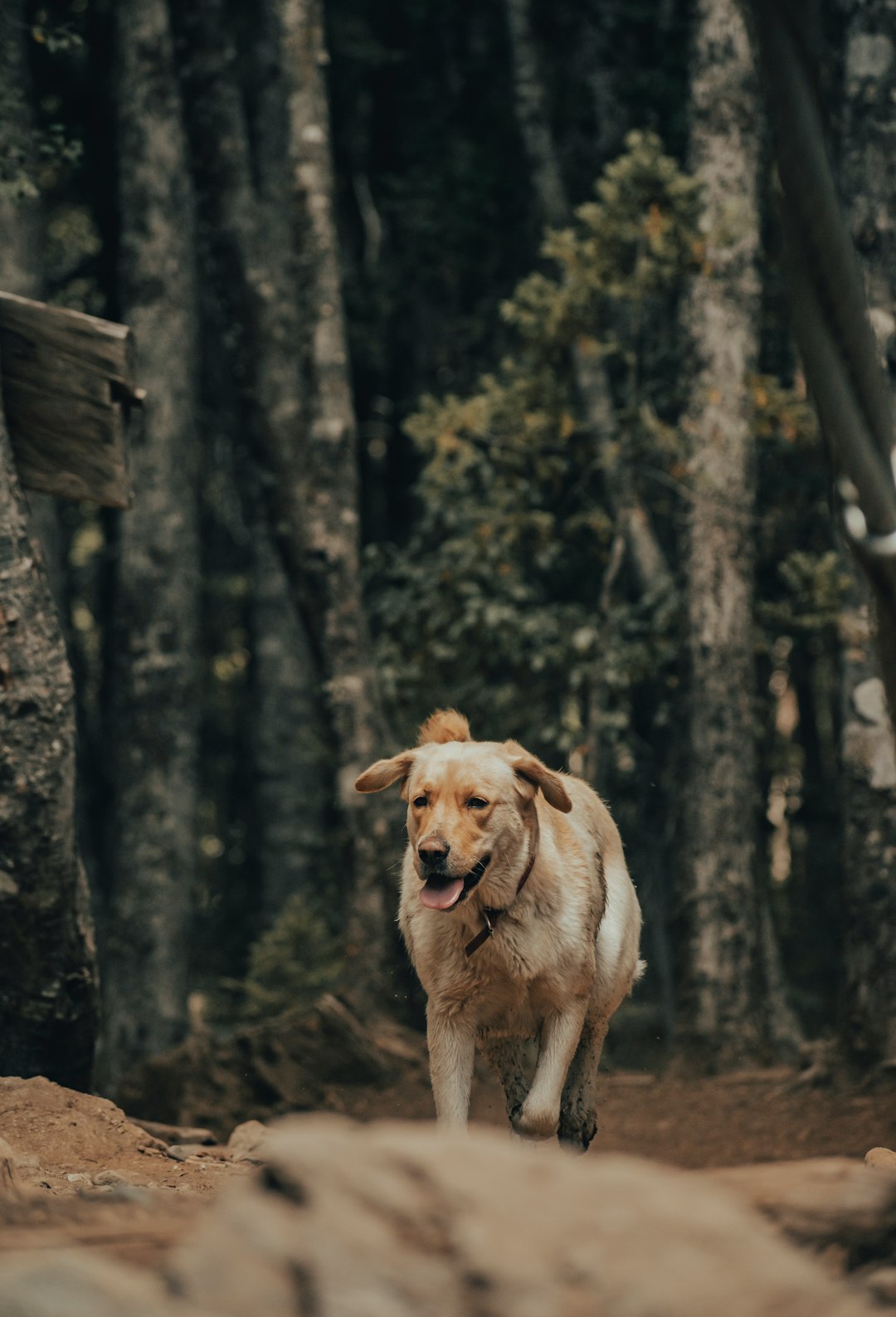 brown short coated dog sitting on brown soil