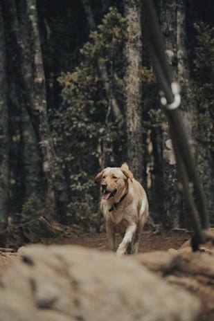 A happy golden retriever walking along a forest trail in Tomkins Cove.