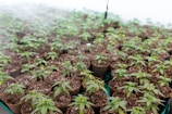 Hundreds of small potted plants with green leaves are neatly arranged in rows. The pots are filled with dark soil, and a slight mist or fog creates a humid atmosphere in the background.