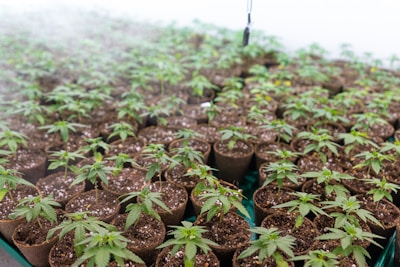 Hundreds of small potted plants with green leaves are neatly arranged in rows. The pots are filled with dark soil, and a slight mist or fog creates a humid atmosphere in the background.
