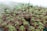 Hundreds of small potted plants with green leaves are neatly arranged in rows. The pots are filled with dark soil, and a slight mist or fog creates a humid atmosphere in the background.