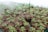 Hundreds of small potted plants with green leaves are neatly arranged in rows. The pots are filled with dark soil, and a slight mist or fog creates a humid atmosphere in the background.