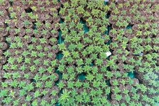 blue flowers with green leaves
