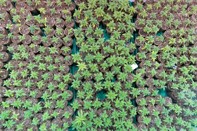 blue flowers with green leaves
